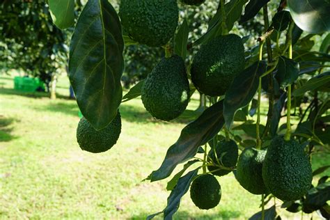 Fortalecen Agricultura Y Productores Exportadores De Aguacate Medidas