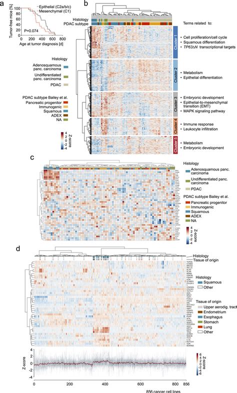 Transcriptional Profiles Of Human Undifferentiated Pancreatic