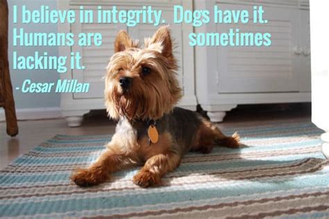 25 Dog Quotes (With Pictures!)