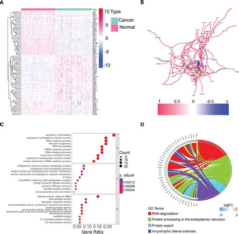 Frontiers Identification Of An Unfolded Protein Response Related