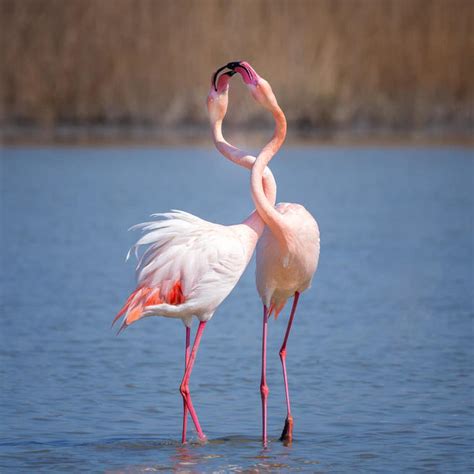 Crowd Results Wild Pink Birds In Colour Bird Photo Contest