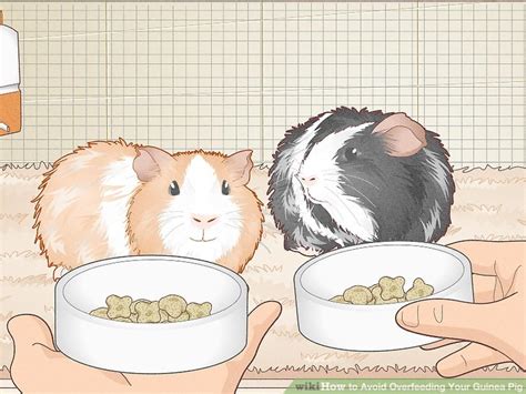 How To Avoid Overfeeding Your Guinea Pig 7 Steps With Pictures