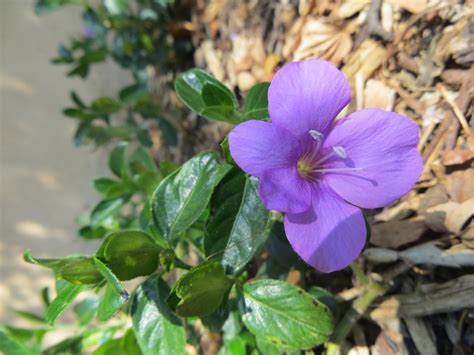 Barleria Repens Purple Prince Small Bush Violet Kleinbosviooltjie