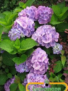 Hydrangea Macrophylla Bouquet Rose Baumschule Lienemann