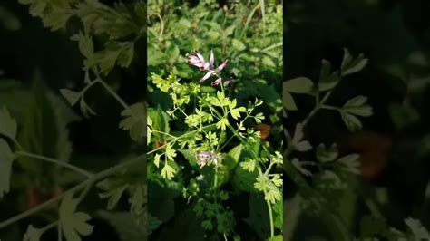 Fumeterre Officinale Fumaria Officinalis Neuillac Morbihan Youtube