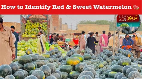 How To Identify Red And Sweet Watermelon Laal Tarbooz Ki Pahchan YouTube