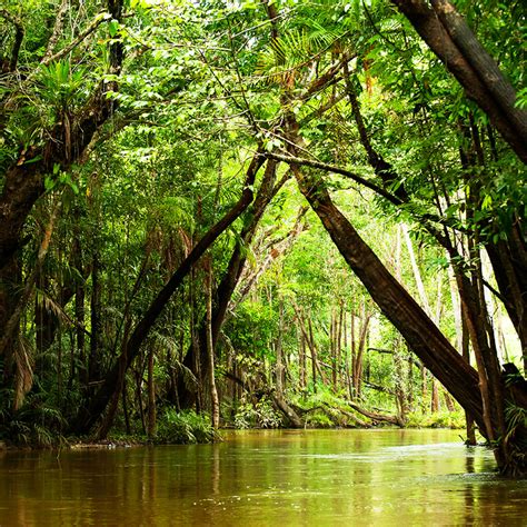 Voyage au cœur de la foret amazonienne