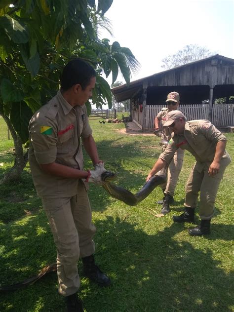 Sucuri 4 5 metros é resgatada por bombeiros na zona rural de Rio