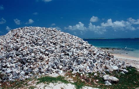 Conch Gehaeuse Am Strand Bild Kaufen Image Professionals