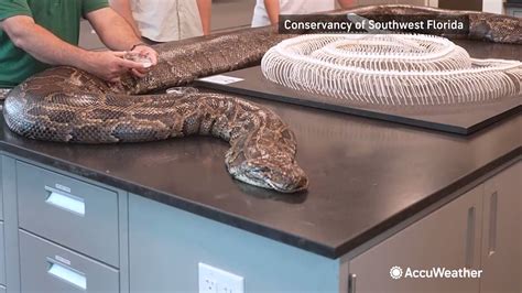 Meidas Linda On Twitter RT Accuweather 2 The Nearly 18 Foot Python