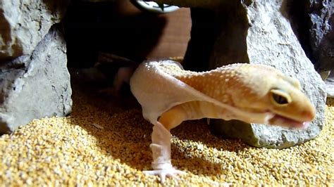 Leopard Gecko Shedding Youtube