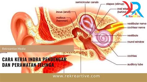 Cara Kerja Indra Pendengar Materi Belajar Online