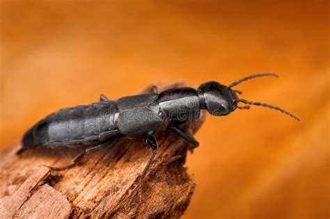 Escarabajo Del Gusano De Harina Opacus De Tenebrio Imagen De Archivo