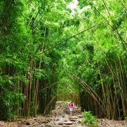 Maui's Bamboo Forest Hike Along the Pipiwai Trail