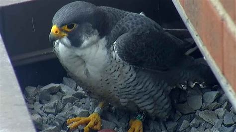 2 falcon eggs spotted atop of Hamilton's Sheraton Hotel with more on ...