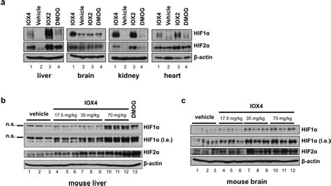 Iox Induces Hif In Mice A Immunoblots Showing Hif And Hif