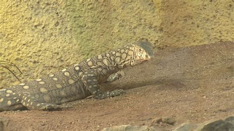 Los Angeles Zoo receives rare Australian perentie lizards - ABC7 Los ...