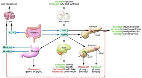 Glucose Regulation Homeostasis