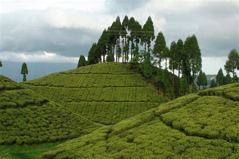 Mirik Tea Plantations - Image Courtesy @Wikipedia | India Travel Forum