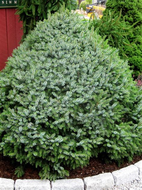 Spruce Trees For Sale Online The Tree Center