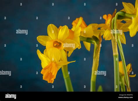 Yellow Miniature Daffodils Stock Photo Alamy