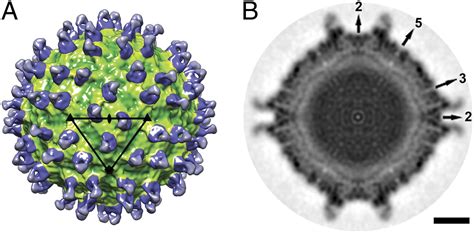 Neutralization Of West Nile Virus By Cross Linking Of Its Surface