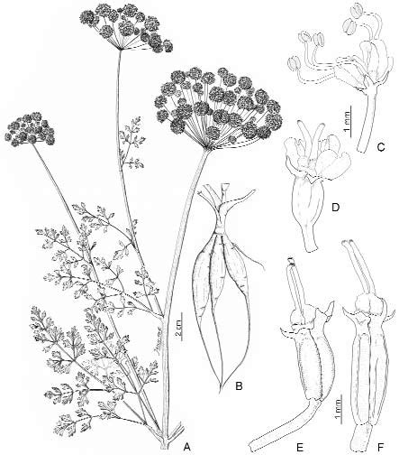 Oenanthe Crocata A Parte Distal De La Planta Umbela Terminal