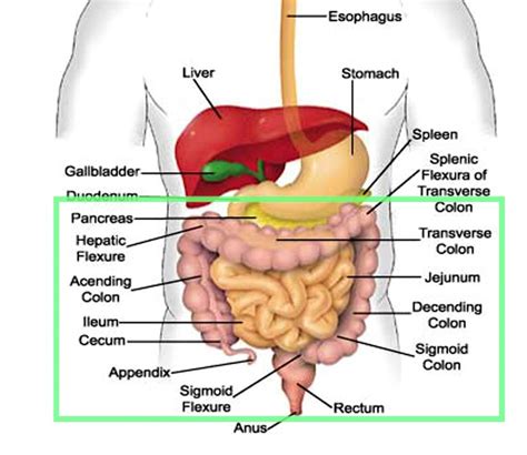 Inflammatory Bowel Syndrome (IBS) and isotretinoin | Human digestive ...