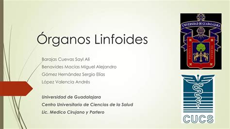 Rganos Linfoides Ppt