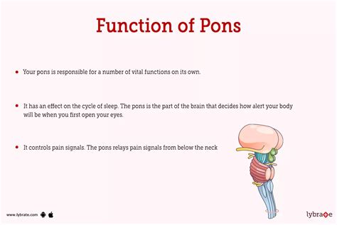 Pons Human Anatomy Image Functions Diseases And Treatments