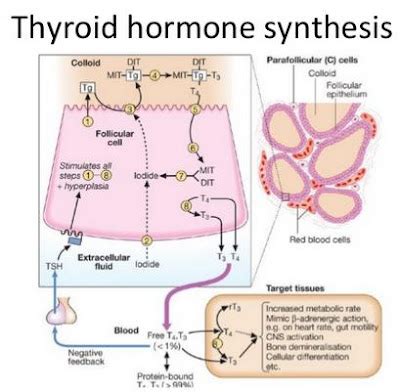 Tech For ALL: Bio-synthesis of thyroid hormone