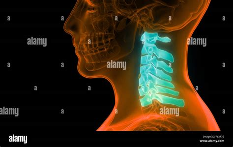 Anatomia Colonna Cervicale Vertebrale Umano Vertebre Scheletro The