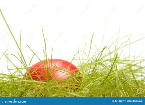 Osterei Im Gras Stockbild Bild Von Farbe Kultur Nahrung