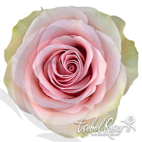 Frutteto Light Pink Rose Trebolroses