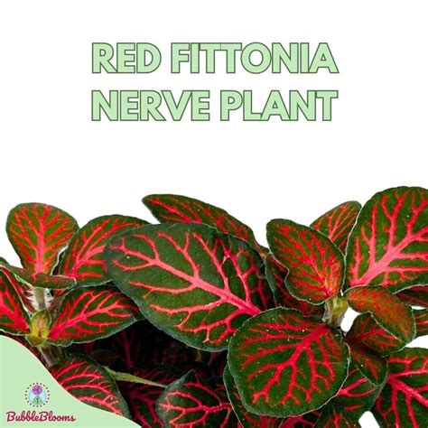 Red Fittonia Albivenis Nerve Plant Inch Silver Net Leaf Mosaic