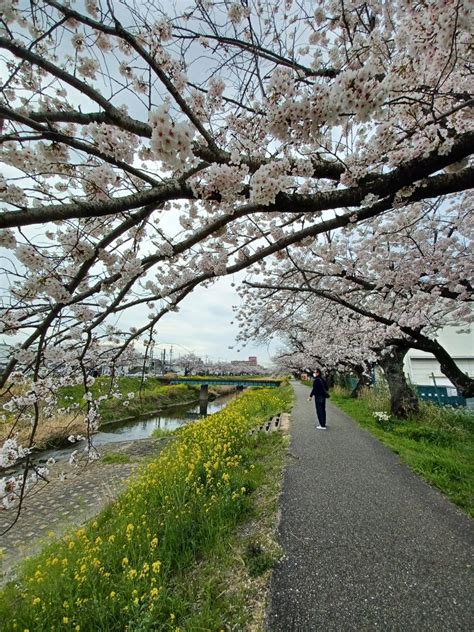 愛知県豊川市 佐奈川堤の満開の桜と、菜の花に癒されました 青葉みどりのブログ