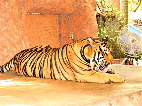 Tiger Licking His Chops A Photo On Flickriver