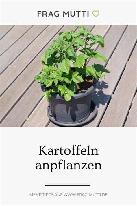 Aus Alt Mach Neu Kartoffeln Auf Dem Balkon Ziehen Frag Mutti