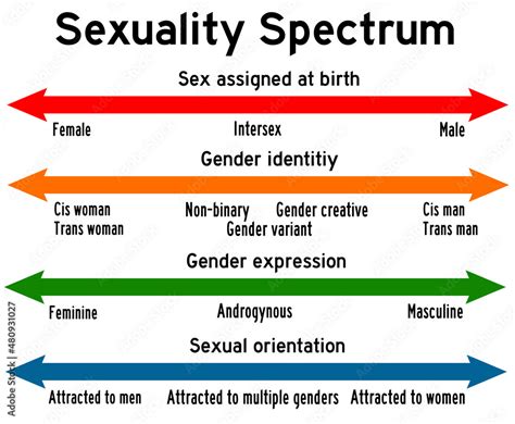 Sexuality Spectrum Stock Illustration Adobe Stock