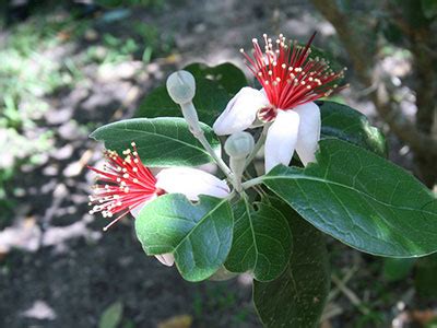 Pineapple Guava – Gardening Solutions