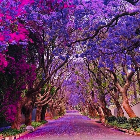 Jacaranda Trees Are Blooming Right Now—See the Stunning Photos