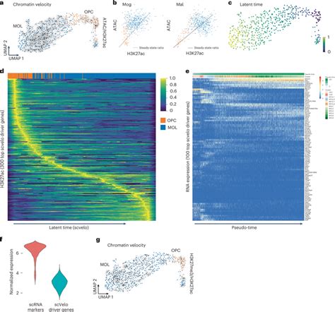 Nano Ct Based Chromatin Velocity Analysis A Umap Projection And