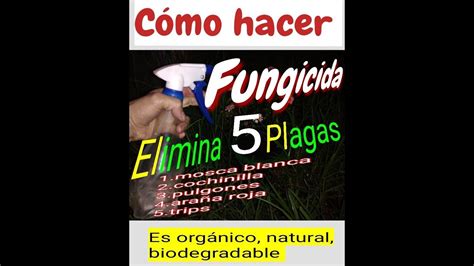 Cómo Hacer Un Fungicida Que Elimina 5 Plagas Con Ingredientes Naturales Orgánicos Y