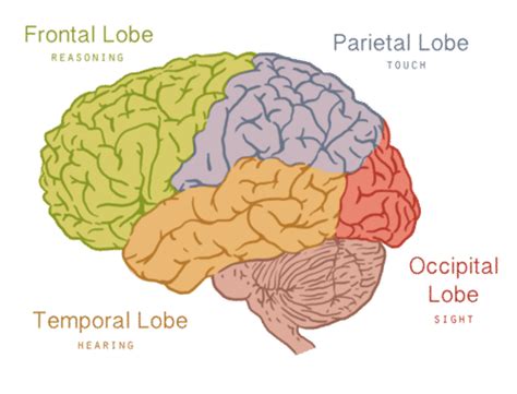 1320 Central Nervous System Biology Libretexts