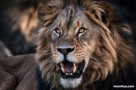 450+ Powerful and Unique Lion Names You'll Love