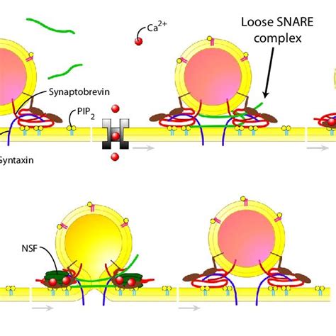 On the fast track, the synaptic vesicles stay in close proximity to the ...