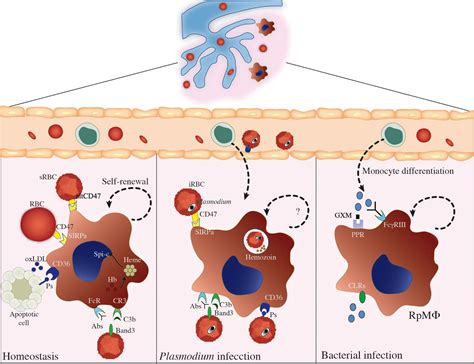 Frontiers Splenic Macrophage Subsets And Their Function During Blood