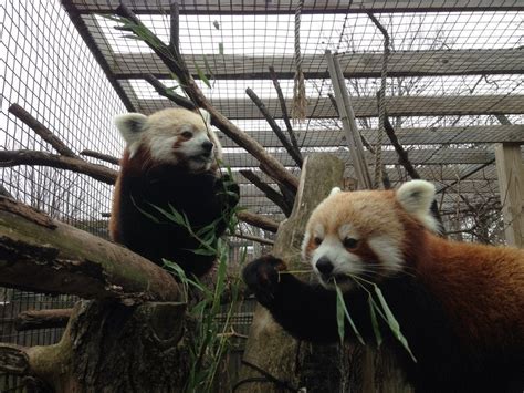 I work with these two at the Miller Park Zoo. I'm always taking ...