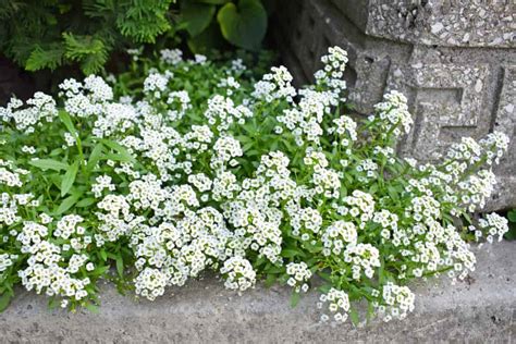 How to Plant Sweet Alyssum? (Complete Growing & Care Tips)