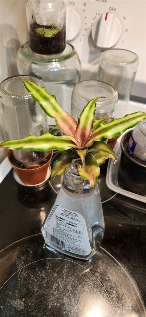 6 months difference! ..but... I still don't know what is this plant